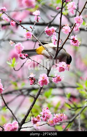 RENHUAI, CHINA - MARCH 8, 2023 - A bird plays on a branch in full bloom in Renhuai City, Southwest China's Guizhou Province, March 8, 2023. Stock Photo