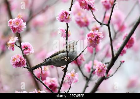 RENHUAI, CHINA - MARCH 8, 2023 - A bird plays on a branch in full bloom in Renhuai City, Southwest China's Guizhou Province, March 8, 2023. Stock Photo