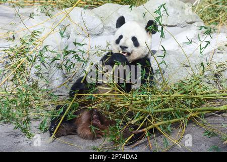 Madrid, Spain. 7th Mar, 2023. Giant panda Bing Xing has a meal at Zoo Aquarium in Madrid, Spain, March 7, 2023. Thanks to close cooperation between Zoo Aquarium and China Conservation and Research Center for the Giant Panda, specialists and staff members managed to breed this extremely rare species in a country far away from its homeland. You You and Jiu Jiu were born to Hua Zuiba and her partner Bing Xing in September, 2021. This giant panda family is cordially deemed a bridge of friendship between Spain and China. Credit: Gustavo Valiente/Xinhua/Alamy Live News Stock Photo