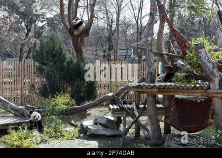 Madrid, Spain. 7th Mar, 2023. Giant pandas have fun at Zoo Aquarium in Madrid, Spain, March 7, 2023. Thanks to close cooperation between Zoo Aquarium and China Conservation and Research Center for the Giant Panda, specialists and staff members managed to breed this extremely rare species in a country far away from its homeland. You You and Jiu Jiu were born to Hua Zuiba and her partner Bing Xing in September, 2021. This giant panda family is cordially deemed a bridge of friendship between Spain and China. Credit: Gustavo Valiente/Xinhua/Alamy Live News Stock Photo