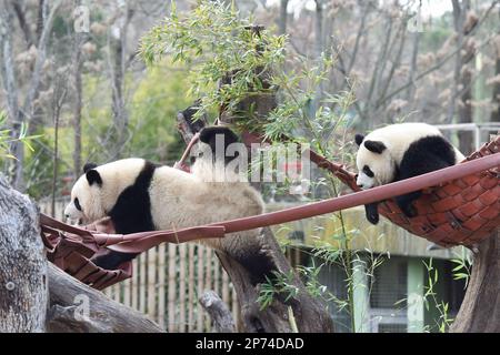 Madrid, Spain. 7th Mar, 2023. Giant pandas You You and Jiu Jiu have fun at Zoo Aquarium in Madrid, Spain, March 7, 2023. Thanks to close cooperation between Zoo Aquarium and China Conservation and Research Center for the Giant Panda, specialists and staff members managed to breed this extremely rare species in a country far away from its homeland. You You and Jiu Jiu were born to Hua Zuiba and her partner Bing Xing in September, 2021. This giant panda family is cordially deemed a bridge of friendship between Spain and China. Credit: Gustavo Valiente/Xinhua/Alamy Live News Stock Photo