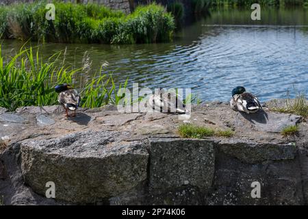 Three mallard ducks resting on a stone wall by a pond Stock Photo