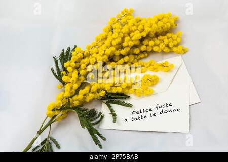 mimosa flowers on women's day Stock Photo