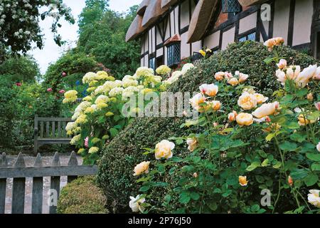Shrub roses and hHydrangea arborescens 'Annabelle' in cottage garden Stock Photo