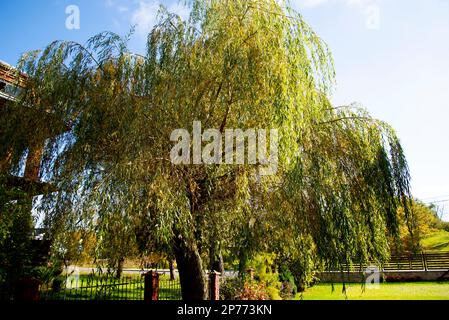 Weeping Willow Tree in the Yard Stock Photo