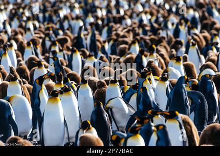 Falkland Islands, South Georgia and Antarctic Peninsula Stock Photo