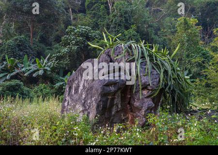 Landscape view of selenicereus undatus, the dragon fruit or pitahaya cactus, growing on a rock with forest background in rural Thailand Stock Photo