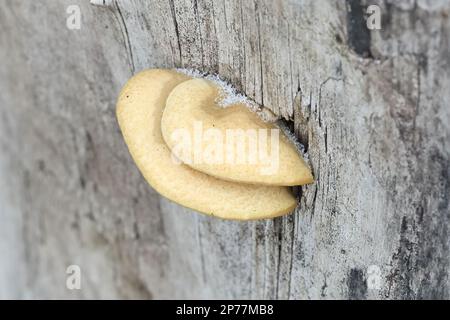 Crepidotus mollis, commonly known as peeling oysterling, soft slipper or jelly crep., wild mushroom from Finland Stock Photo