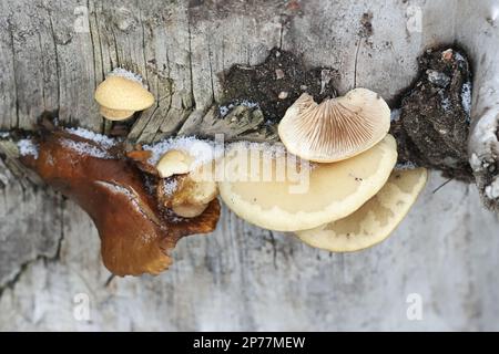 Crepidotus mollis, commonly known as peeling oysterling, soft slipper or jelly crep., wild mushroom from Finland Stock Photo