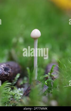 Protostropharia alcis, also called Stropharia alcis, a roundhead mushroom from Finland, no common English name Stock Photo