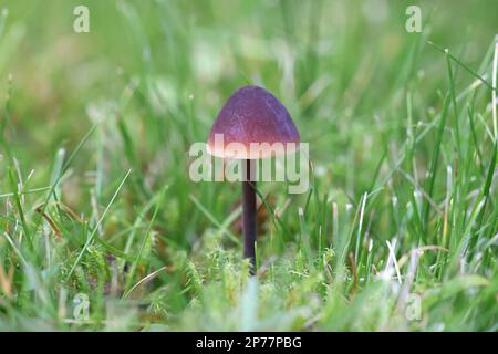 Macrocystidia cucumis, known as Cucumber Cap, wild mushrooms from Filnland Stock Photo