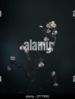 EURYBIA divaricata, Aster divaricatus, common daisy flowers dried. Moody, winter photo. Stock Photo