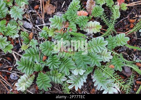 Silverweed, Argentina anserina, also called Potentilla anserina, basal rosette of a wild plant growing in Finland Stock Photo