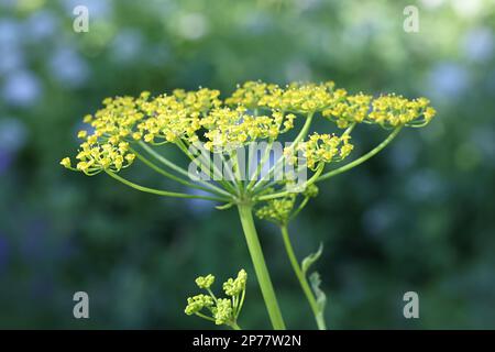 Wild Parsnip, Pastinaca sativa, flowering plant from Finland Stock Photo