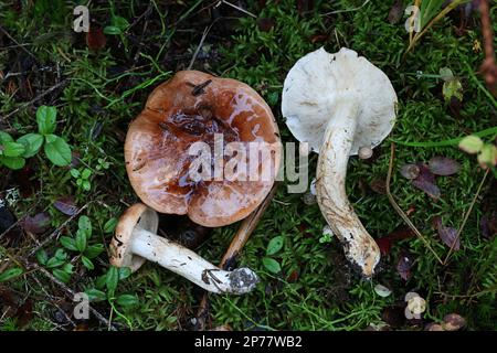 Tricholoma pessundatum, knight mushroom from Finland, no common English name Stock Photo