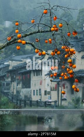 The ancient village red persimmon Stock Photo
