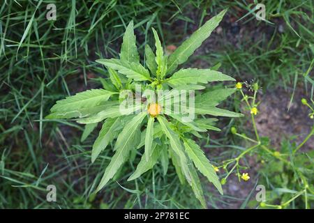 Greater Bur-marigold, Bidens radiata, also called Greater Bur Marigold, wild plant from Finland Stock Photo