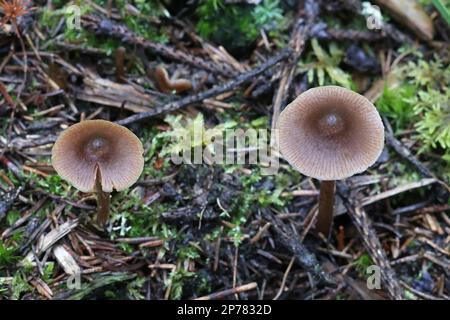 Entoloma turbidum, a pinkgill mushroom from Finland, no common English name Stock Photo