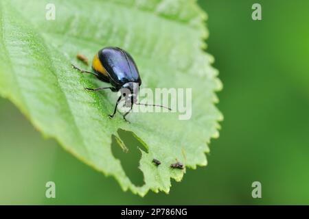 Alder leaf beetle (Agelastica alni) on alder leaf, Three Hagges Wood Meadow, North Yorkshire, England, June 2021 Stock Photo