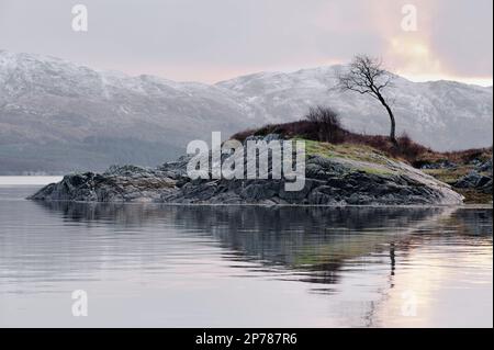 Rocky islet in Loch Sunart with silver birch tree on the Ardnamurchan peninsula, Argyll, Scotland, January 2016 Stock Photo