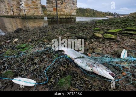 Monofilament hi-res stock photography and images - Alamy