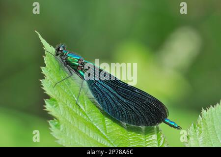 Beautiful Demoiselle Damselfly (Calopteryx virgo) resting on birch leaf by loch, Knapdale, Argyll, Scotland, July 2009 Stock Photo