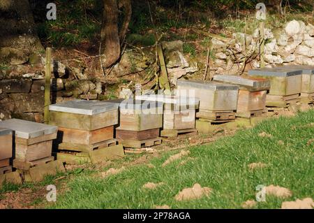 Row of occupied bee hives in south-facing, sheltered location in spring, Berwickshire, Scottish Borders, Scotland, March 2003 Stock Photo