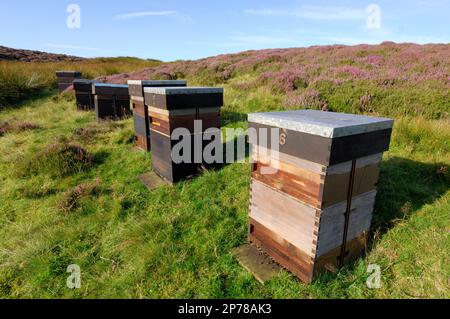 Bee hives on heather moorland so that they may produce heather honey, Lammermuir Hills, Berwickshire, Scottish Borders, Scotland, August 2007 Stock Photo