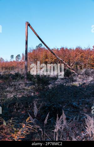 A single pine tree in a forest clearing broken in half, the aftermath of a hurricane. Stock Photo