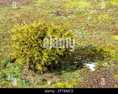 Green small ball-shaped thuja grows in the ground and sparse grass Stock Photo
