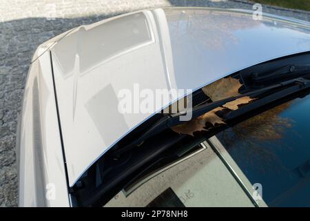 Dry yellow maple leaf on a transparent window of the car. Stock Photo