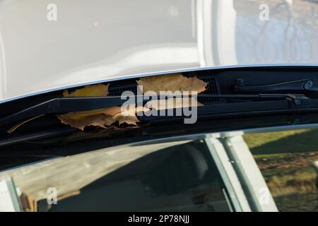 Dry yellow maple leaf on a transparent window of the car. Stock Photo