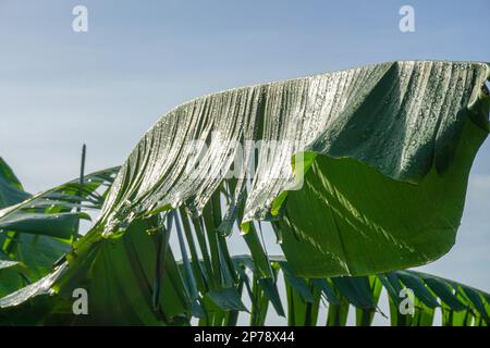 Banana tree whose leaves are wet with rain in the morning Stock Photo