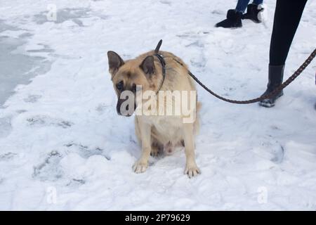 A shepherdess sits on a leash in the winter in snow Stock Photo