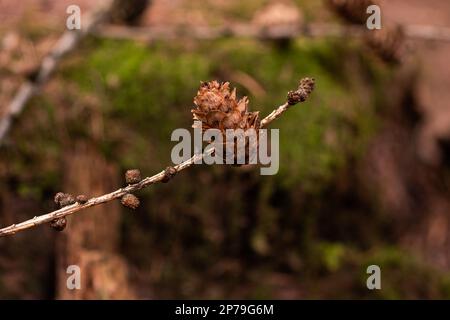 Dry brown pine cone on a twig in a forest on the ground close up shot shallow depth of field. Stock Photo