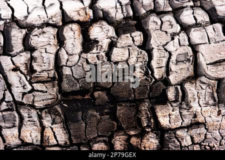 Burned charred fire wood piece close up macro shot. Stock Photo