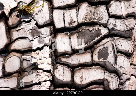 Burned charred fire wood piece close up macro shot. Stock Photo