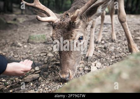 Close up of a young buck of common fallow deer being fed by hand. Stock Photo