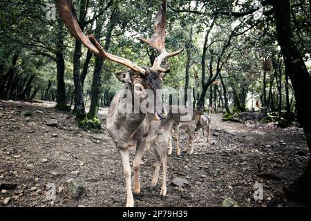 Portrait of a common fallow deer buck seen from the front with some other fallow deer in the background, in a wood. Stock Photo