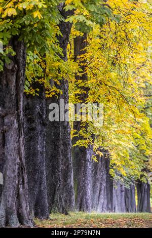 Autumn in Rosenstein Park, avenue with chestnut trees in colourful autumn colours, Stuttgart, Baden-Wuerttemberg, Germany Stock Photo