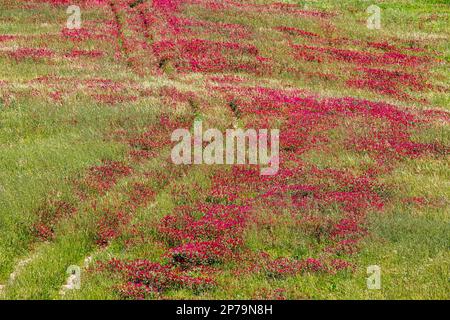Meadow with flowering red clover, landscape near Montalcino, Tuscany, Italy Stock Photo