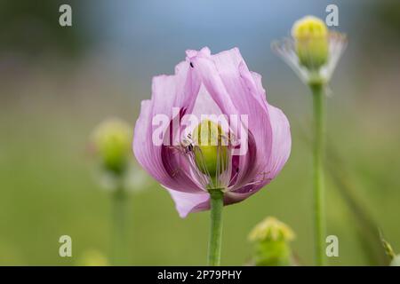 Opium poppy (Papaver somniferum), flowering poppy field near Reutlingen, Baden-Wuerttemberg, Germany Stock Photo