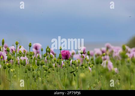 Opium poppy (Papaver somniferum), flowering poppy field near Reutlingen, Baden-Wuerttemberg, Germany Stock Photo
