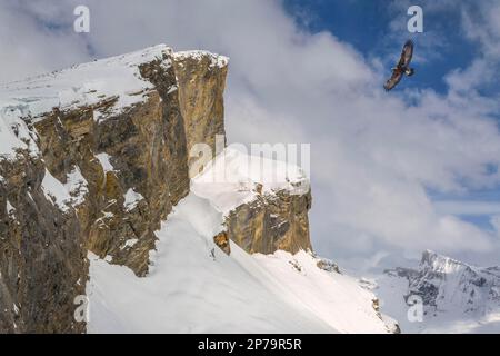 Golden eagle (Aquila chrysaetos), flying over a rocky and snowy landscape in the high mountains, Valais, Switzerland Stock Photo