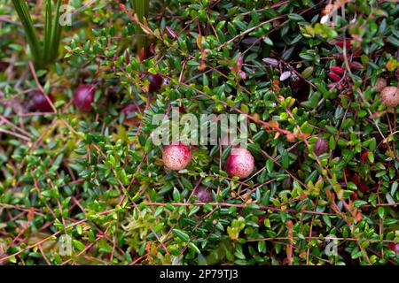 Small cranberry (Vaccinium oxycoccos), ripe berries on branch, Emsland, Lower Saxony, Germany Stock Photo