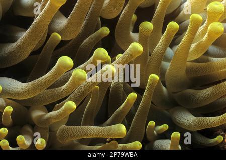 Close-up of tentacles Tentacles of sea anemone bubble-tip anemone (Entacmaea quadricolor), Indian Ocean, Indo-Pacific, Maldives Stock Photo