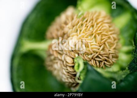 Close up of a green bell pepper isolated on white background. Inner seeds. Stock Photo