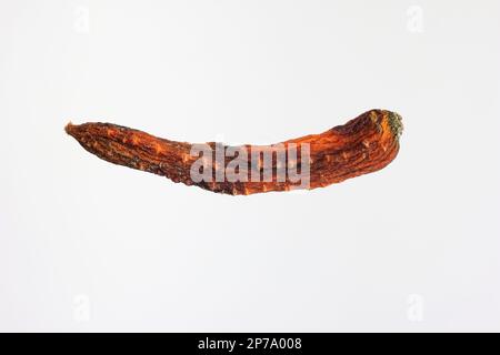 Spilled old carrot close up macro studio shot isolated on white. Stock Photo