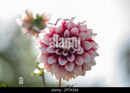Photosynthesis of the dahlia 'Lavender Perfection Stock Photo