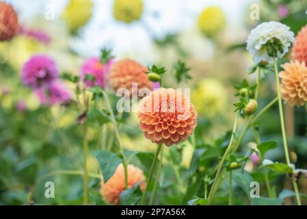 Mongolian beauty aster flowering in late summer Stock Photo